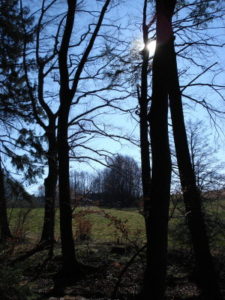 Hirsch_1